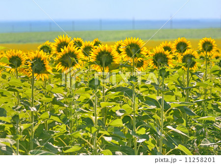 Field of Sunflower 11258201