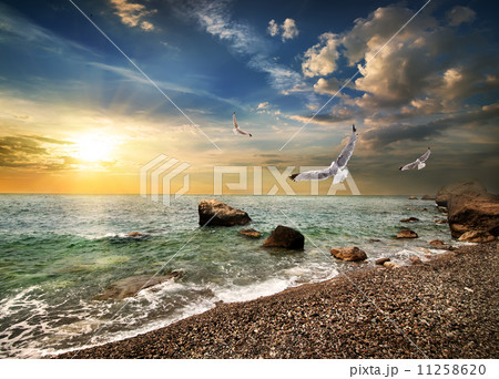 Seagull over sea Seagull over sea 11258620