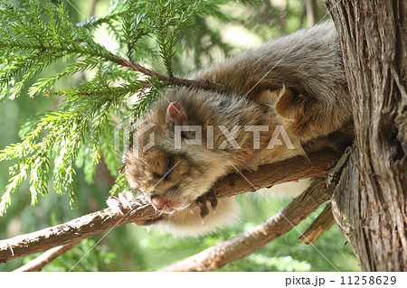 ムササビ 11258629