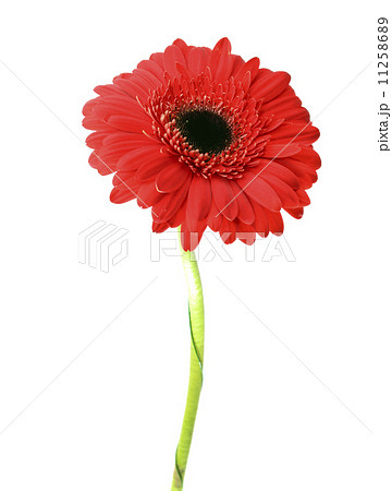 Gerbera flower isolated on white background 11258689