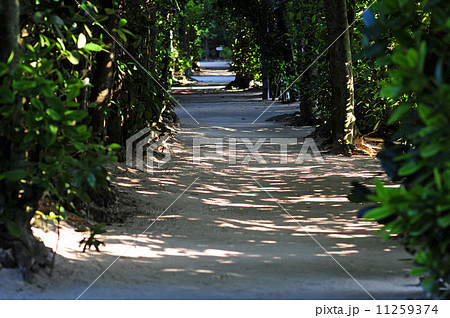 備瀬のフクギ並木-8 備瀬のフクギ並木-8 11259374