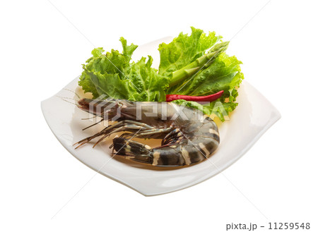 Tiger prawn 11259548