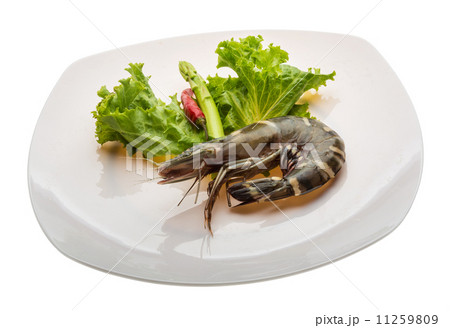 Tiger prawn 11259809