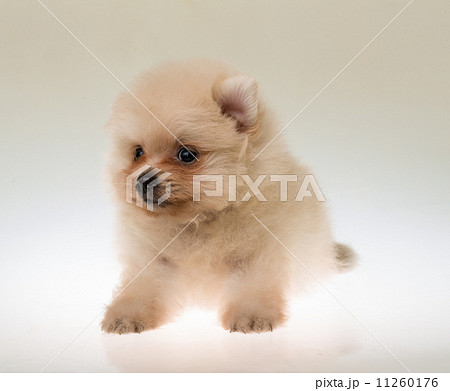 Pomeranian spitz puppy 11260176