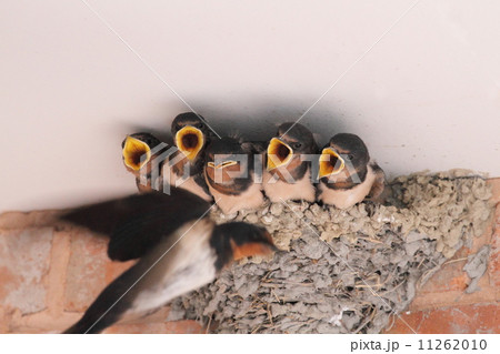 ツバメの子育て ツバメの子育て 11262010