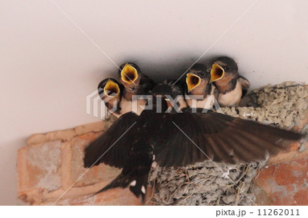 ツバメの子育て 11262011