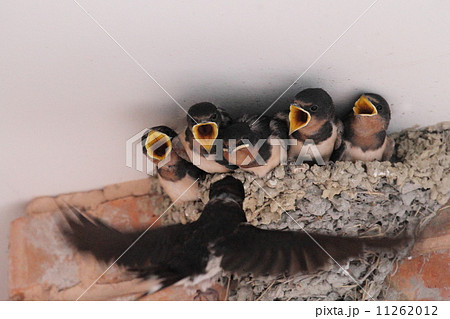 ツバメの子育て ツバメの子育て 11262012