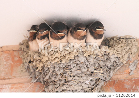 ツバメの巣 ツバメの巣 11262014