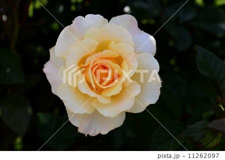 レモン＆ジンジャー 11262097