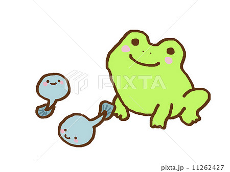 カエル 11262427