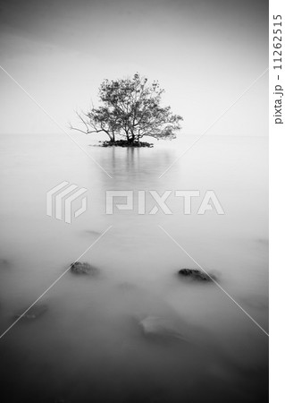 Lonely tree on an island 11262515