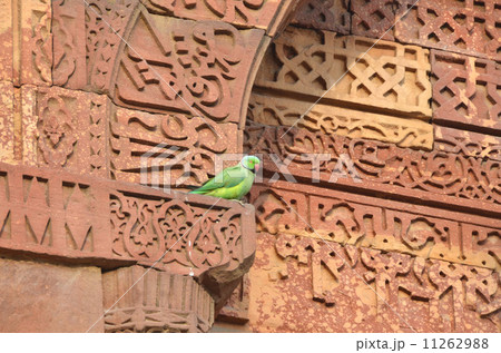 クトゥブ・ミナール遺跡で遊ぶインコ 11262988