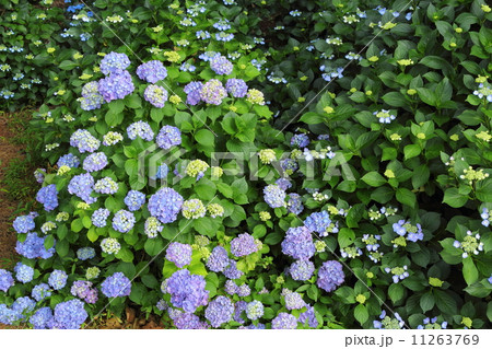 紫陽花 11263769