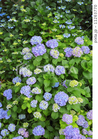 紫陽花 紫陽花 11263770