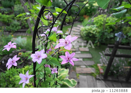 7月花 クレマチス・キンポウゲ科73 7月花 クレマチス・キンポウゲ科73 11263888