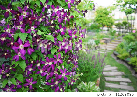 7月花　クレマチス・キンポウゲ科72 11263889