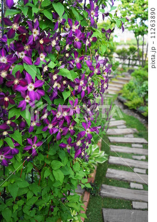 7月花　クレマチス・キンポウゲ科71 11263890
