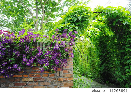 7月花　クレマチス・キンポウゲ科70 11263891