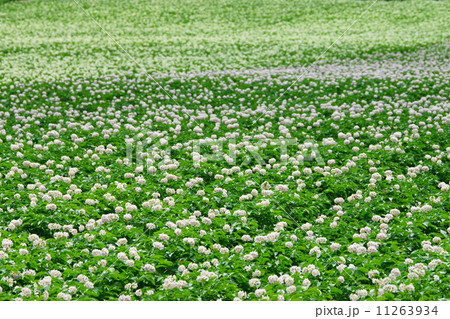 ジャガイモの花 (網走市) ジャガイモの花 (網走市) 11263934