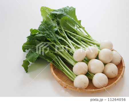 採りたてのカブ 11264056