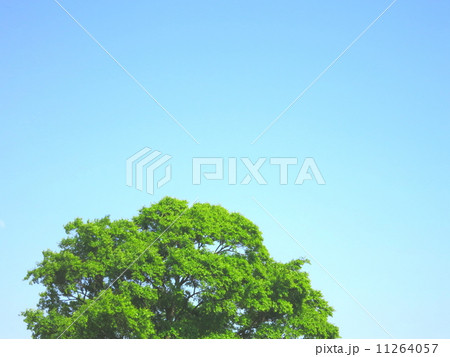 青空と緑 11264057