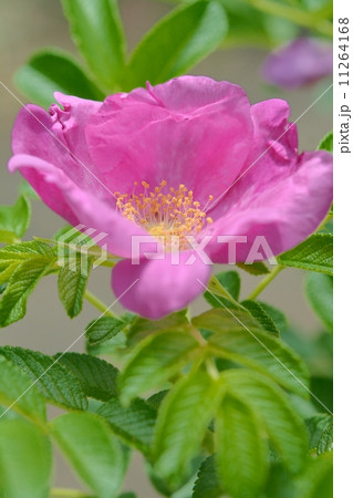 ハマナスの花 ハマナスの花 11264168