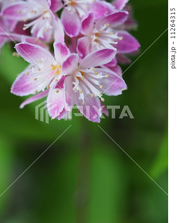 ウツギ・マギシェン 11264315