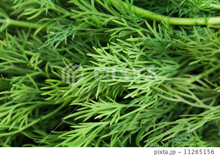 Close up of fresh dill herb. 11265156