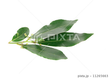 Fresh and green bay leaf 11265663