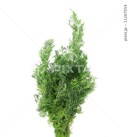 Close up of fresh dill. 11267054