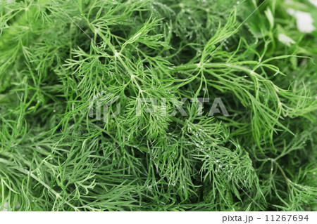 Texture of fresh dill herb close up. 11267694