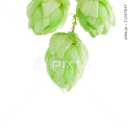 beautiful hop 11267847