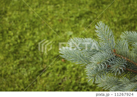 Blue spruce branch for postcards. 11267924