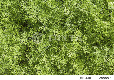 Fresh dill herb close up. 11269097