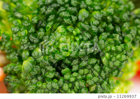 Background of fresh broccoli. 11269937