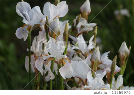 Background of Iris. 11269976