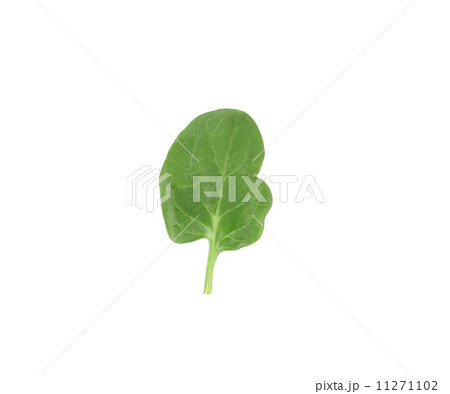 Close up of green spinach. 11271102
