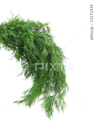 Fresh dill herb. 11271434