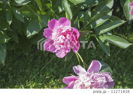 Georgeous peony in a full bloom. Georgeous peony in a full bloom. 11271916