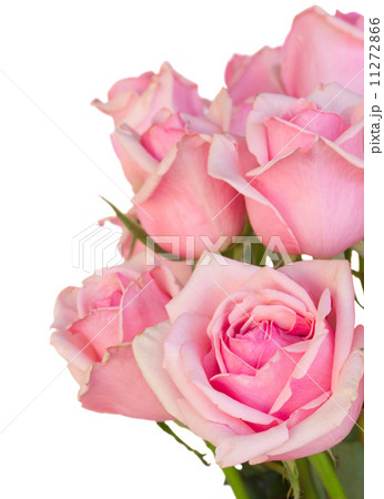 close up of fresh pink garden roses close up of fresh pink garden roses 11272866