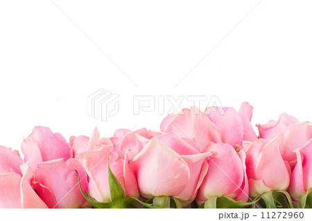 border of  pink garden roses 11272960