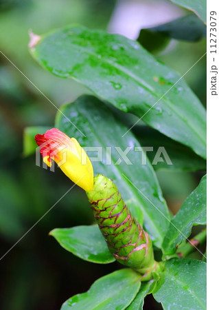 オウギバショウ 11273079