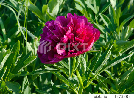 Pink Japanese Peony 11273202
