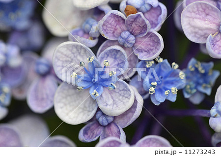 ウズアジサイ(渦紫陽花) ウズアジサイ(渦紫陽花) 11273243
