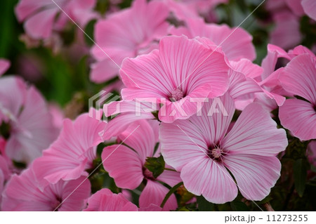 パステルカラーの花一面 11273255