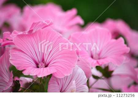 パステルカラーの花一面 パステルカラーの花一面 11273256