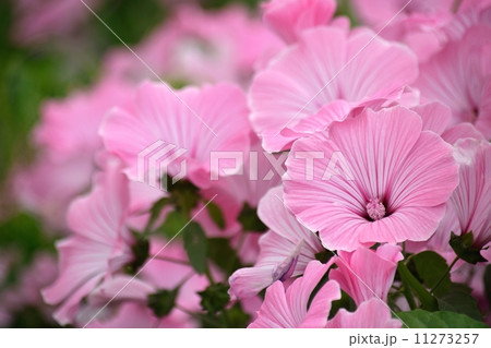 パステルカラーの花一面 パステルカラーの花一面 11273257