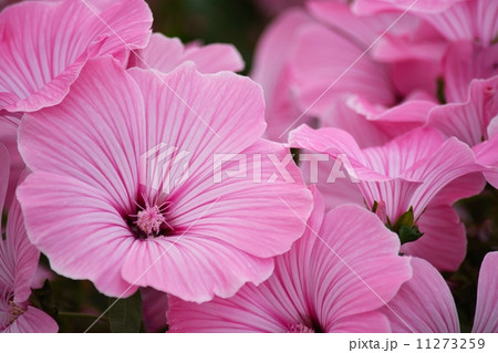 パステルカラーの花一面 11273259