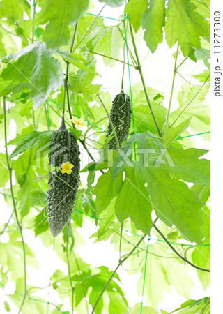 ゴーヤのグリーンカーテン ゴーヤのグリーンカーテン 11273300