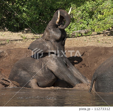 Elephant Mud Bath Elephant Mud Bath 11273312